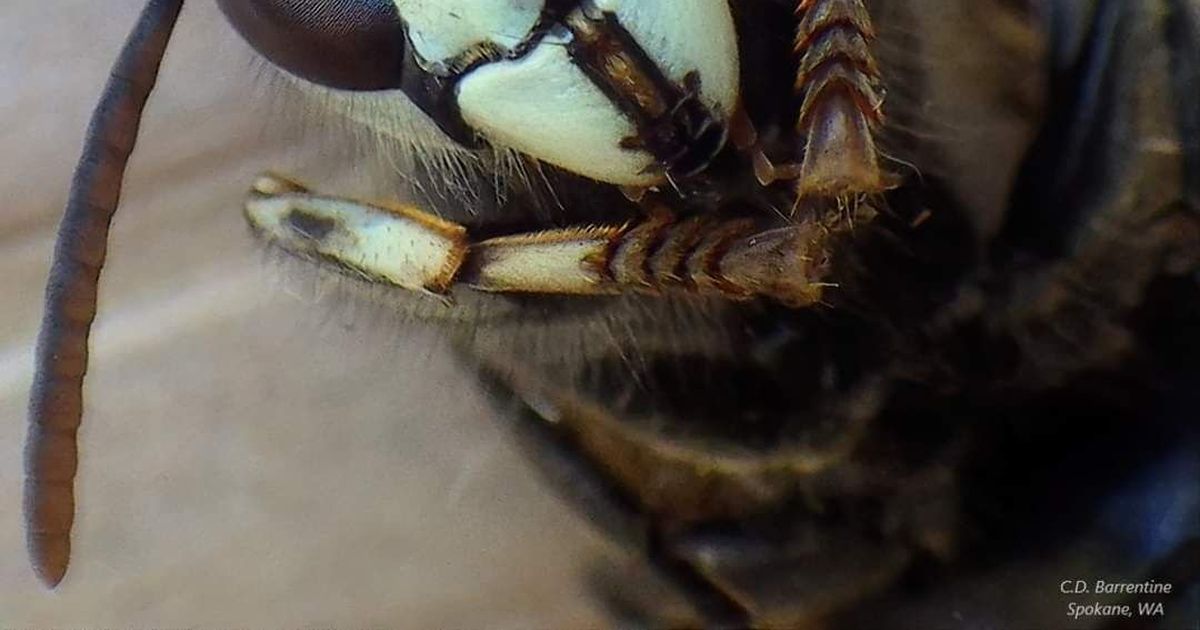 Radioactive wasp nests found near nuclear storage site in South Carolina
