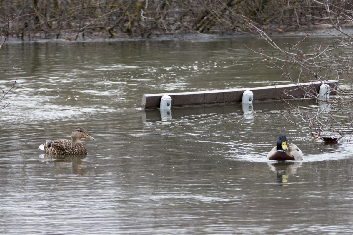 Ducks swim around a submerged park bench that sits along the Centennial Trail beside Upriver Drive, where the Spokane River has inundated the roadway. (Jesse Tinsley / The Spokesman-Review)