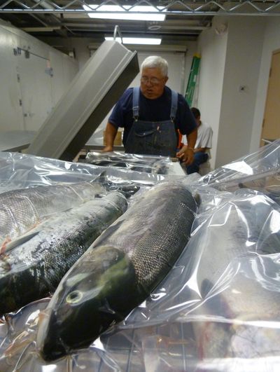 Glen Launer, a Colville tribal elder, is in charge of the tribe’s new salmon preserving facility east of Omak, Wash. (Associated Press)