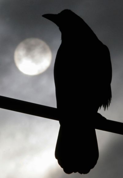 Get to know your crow. (Associated Press)