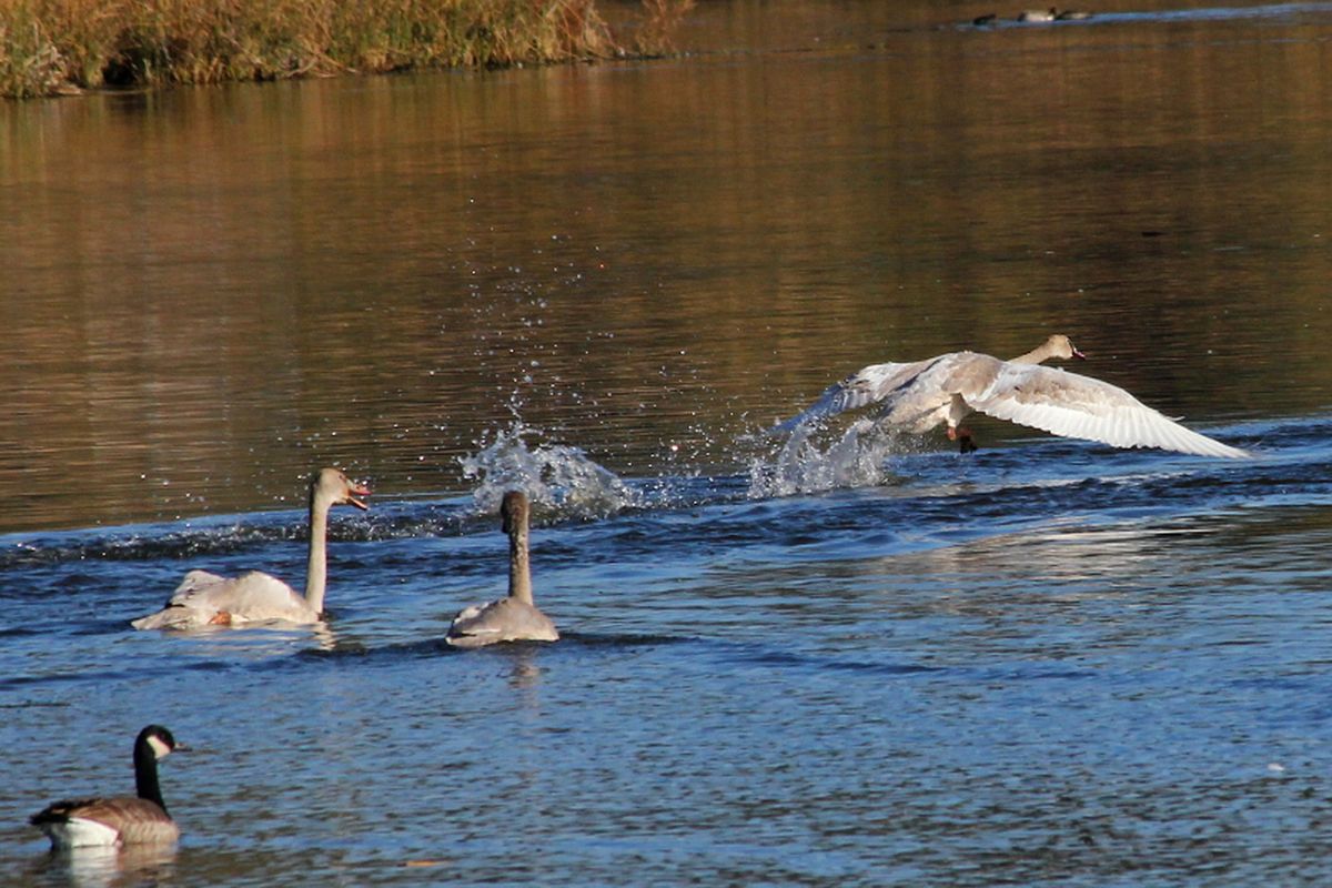 A trumpeter swan cygnet makes its first flight on Oct. 7 at Turnbull National Wildlife Refuge (Carlene Hardt)