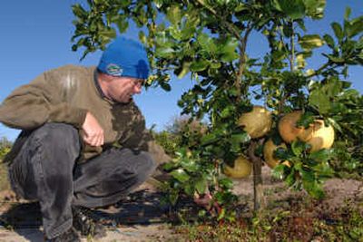 
Hans Katros, owner of Katros Groves, is one of many Florida citrus growers who are preparing for freezing temperatures. Cold weather has already hurt some Florida crops.Associated Press
 (Associated Press / The Spokesman-Review)
