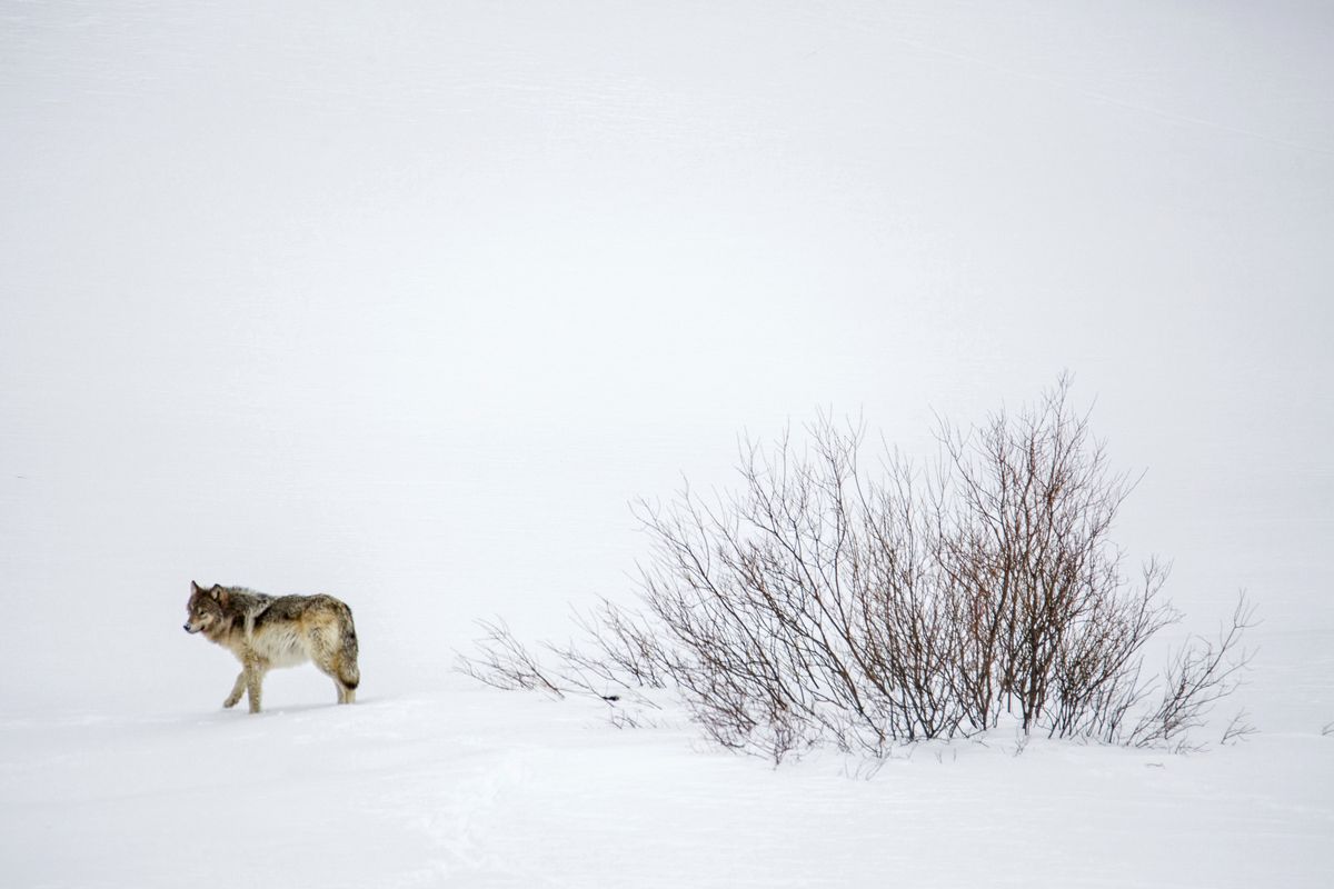A gray wolf from the Wapiti Lake Pack surveys the area surrounding what remains of a carcass Feb. 20 in Yellowstone National Park’s Northern Range. (Ryan Dorgan)