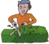 The Shrub Guy