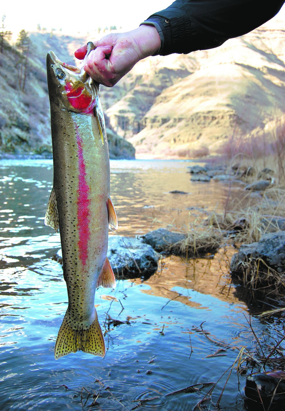 Steelhead surge into Grand Ronde River | The Spokesman-Review