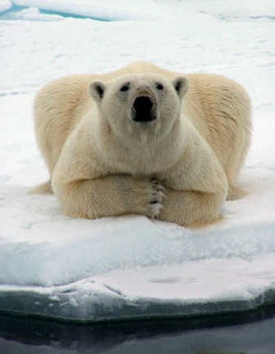 
A polar bear watches a whaling crew offshore near Barrow, Alaska, in May 2006. The U.S. declared polar bears as a threatened species Wednesday.Associated Press
 (File Associated Press / The Spokesman-Review)