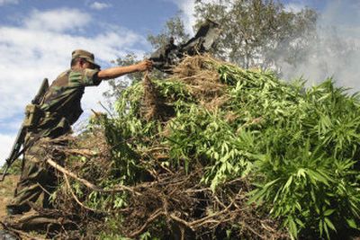 
A Mexican army soldier piles up marijuana to be burned  near the town of Aguililla in the  Mexican state of Michoacan on Tuesday. 
 (Associated Press / The Spokesman-Review)