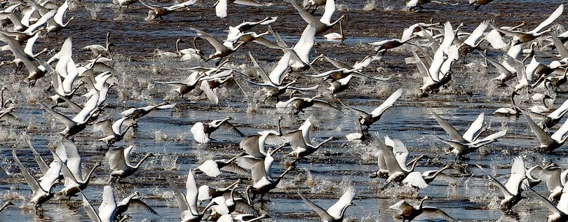 Tundra swans take off from feeding grounds on Mike Schlepp’s property in Harrison, Idaho, on Wednesday. About 3,000 swans are using the feeding grounds. (Kathy Plonka)