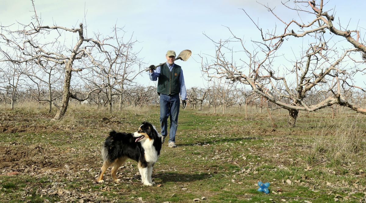 Steve Cole and his dog Baxter walk through the apple trees at Cole’s Orchard, the only certified organic orchard in Spokane County. (Dan Pelle)