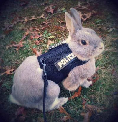 Spokane Police Department introduced this new crime-fighter, police bunny B9 Hopps, on their Twitter account on Sunday, April 1, 2018. (Spokane Police Department K9 Unit / Courtesy)