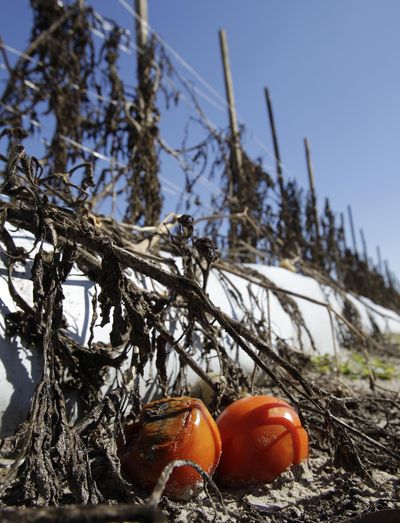 Ripe tomatoes are left unpicked in a field Thursday in Plant City, Fla. The recent cold weather in Florida has been especially hard on tomato farmers and is predicted to drive up prices at the grocery store.  (Associated Press)