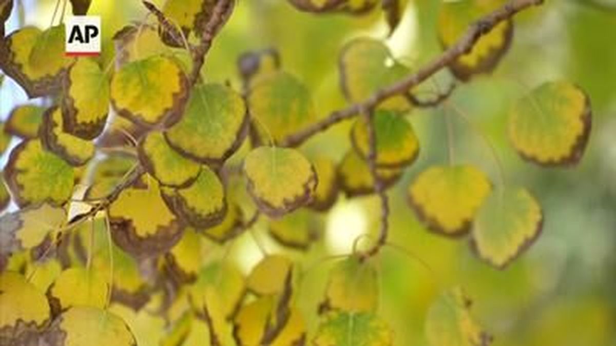 Fall foliage is being disrupted by extreme weather across the U.S., a trend experts say is likely to continue as the planet warms. 