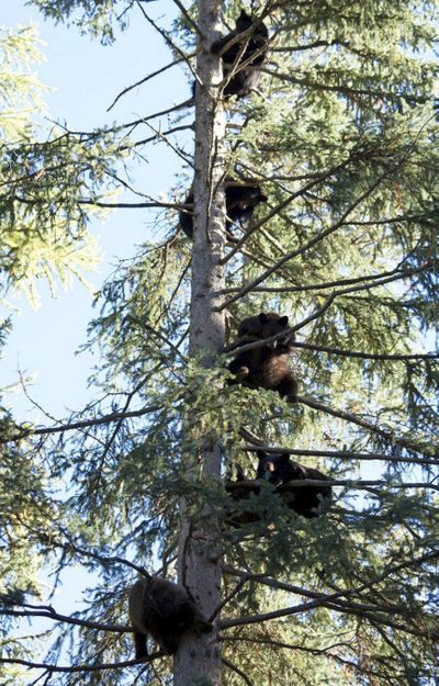 A bevy of bear cubs is seen in a tree at the Snowdon Wildlife Sanctuary near McCall, Idaho. (Snowdon Wildlife Sanctuary)