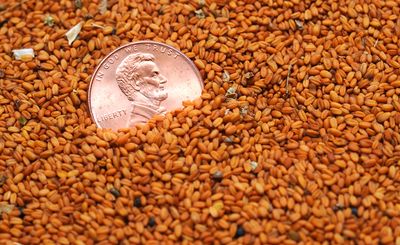 A penny shows the relative size of  camelina seeds.  (Associated Press / The Spokesman-Review)