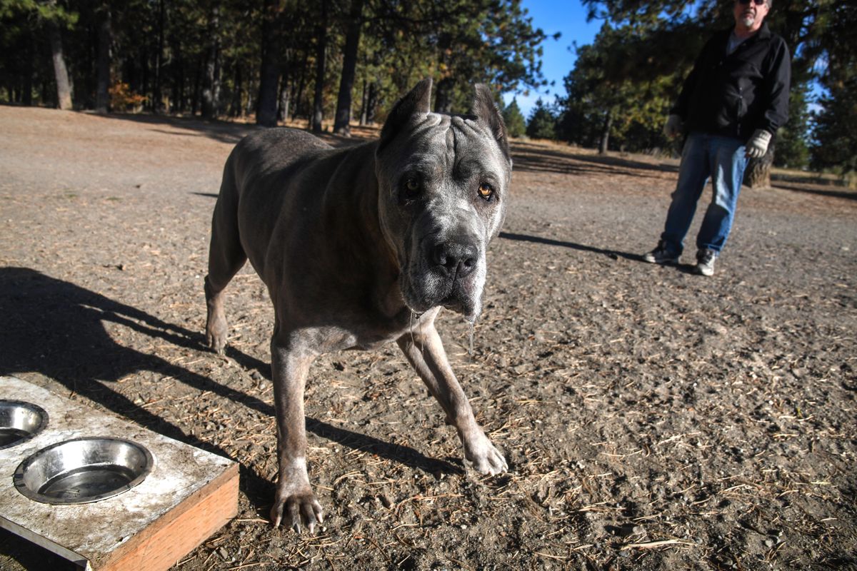Igor, the Cane Corso, age 7, pauses from his walk at the dog park on the South Hill with owner David Emerson, Thursday, Sept. 20, 2018. (Dan Pelle / The Spokesman-Review)