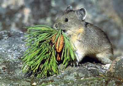 A mountain-dwelling American pika is shown in this undated photo provided by the U.S. Geological Survey.
(File/Associated Press / The Spokesman-Review)