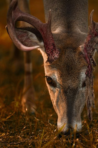Velvet is peeling off the antlers of this whitetail buck photographed in Montana on Sept. 1, 2013. (Jaime Johnson)