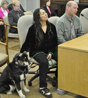 OLYMPIA -- Shelby, a Siberian Husky mix, sits while his owners John Stevie and Sharon Willoya tell a House committee about a wolf attack that almost killed the dog on March 10 (Jim Camden)