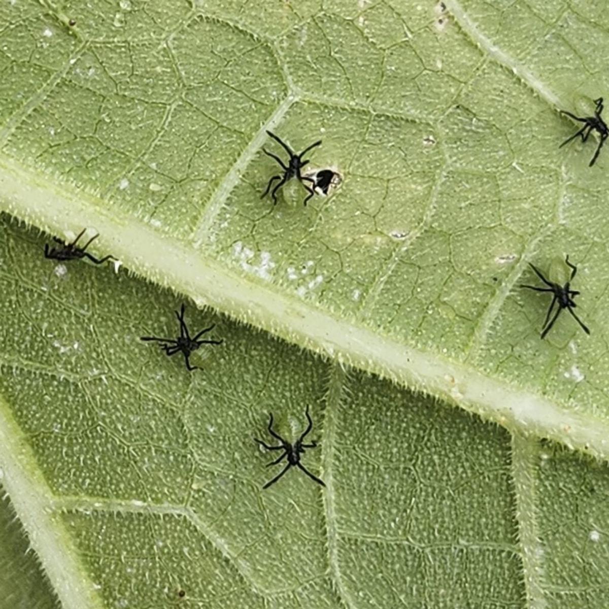 Squash bug nymphs are distinctive with their black legs and greenish to gray bodies. Their long legs allow them to move very quicks when disturbed.  (WSU Hortsense )