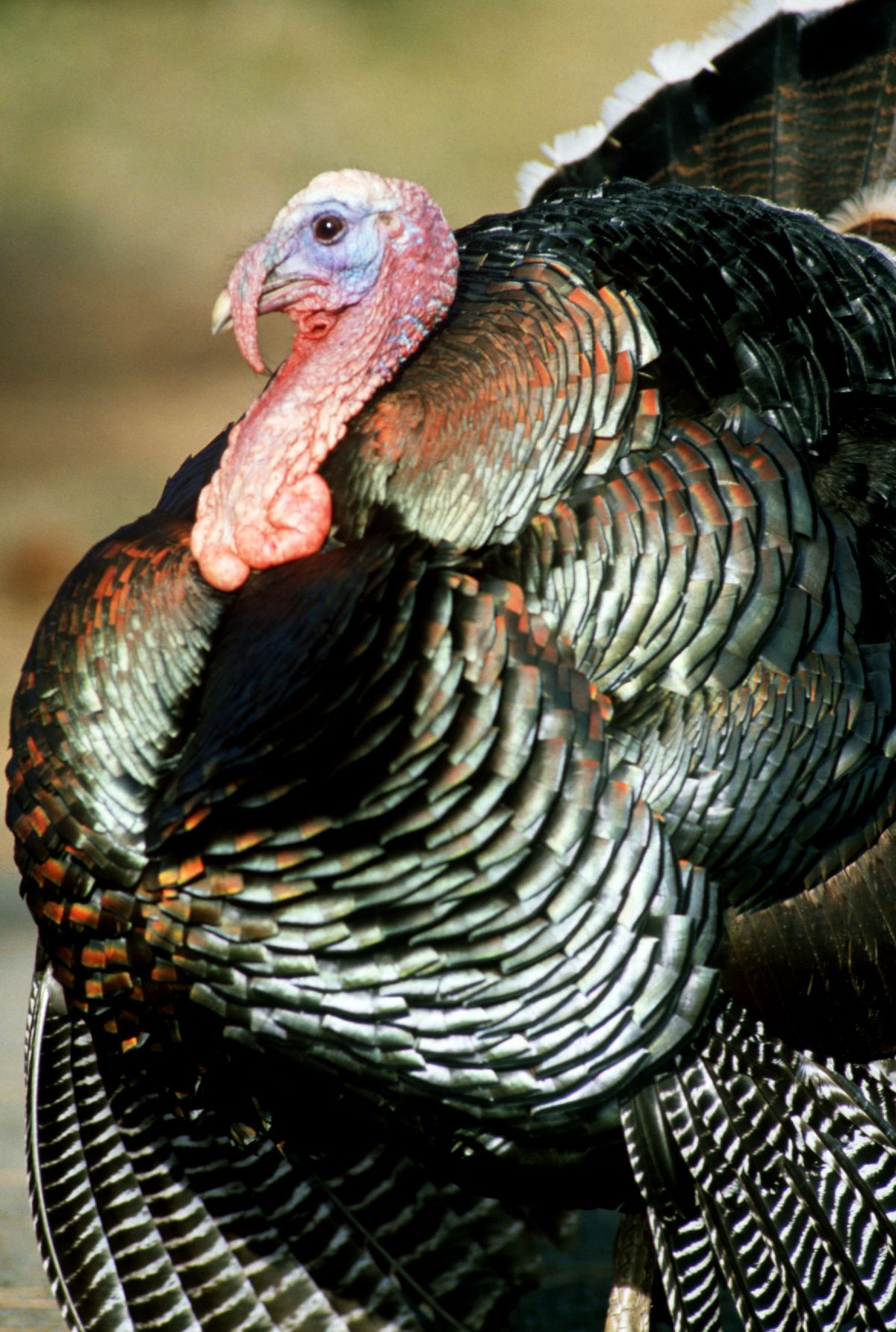 Turkey (The Spokesman-Review)