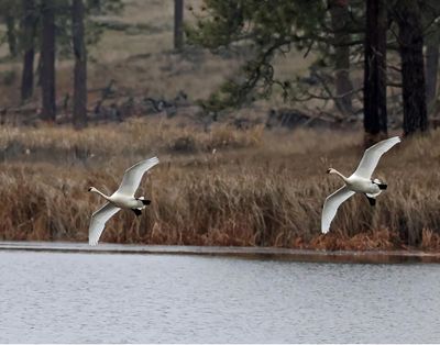 A pair of swans take off from a pond at Turnbull National Wildlife Refuge on Jan. 19.  (Courtesy of Jerry Rolwes)