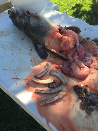 Upon examining the gut of a 10-pound channel cat for clues on what it was eating, fishing guide Jacob Mundon found crawdads -- and a rack of baby back ribs. (Jacob Munden / Munden's Rising Son Adventures)