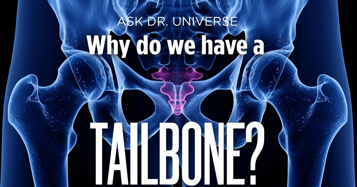 ask-dr-universe-why-do-we-have-a-tailbone-the-spokesman-review