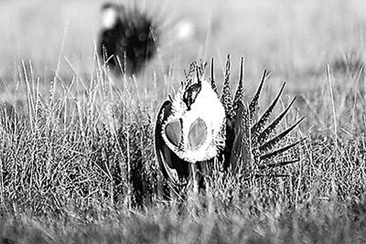 A male sage grouse inflates the air sacs in his chest while performing a mating display. (COURTESY PHOTO / Aubrey Wieber Idaho Falls Post Register)