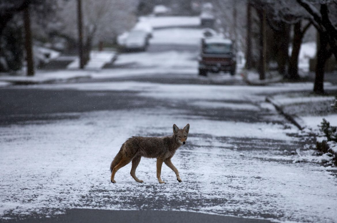 Portland Researcher Studies Urban Coyotes | The Spokesman-Review