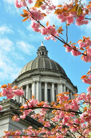 OLYMPIA -- The Kwansan cherry trees along Cherry Lane, on the east side of the state Capitol, are in full bloom. May 9, 2011. (Jim Camden/The Spokesman-Review)