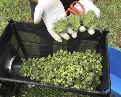 In this Sept. 30, 2016 photo, a marijuana harvester examines buds going through a trimming machine near Corvallis, Ore. (Andrew Selsky / Associated Press)