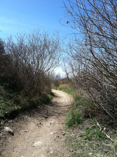 The Boise foothills, on the Ridge to Rivers trails system near Hulls Gulch on Friday (Betsy Russell)
