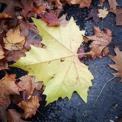 fall color