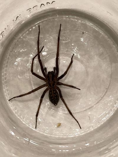 This female giant house spider was recently caught and photographed after scuttling across a kitchen floor in Seattle. Don’t worry, she’s harmless.  (Courtesy of Kari Fiore)