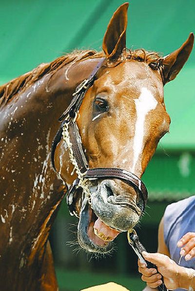 
Curlin gets a bath outside the Preakness Stakes Barn.
 (Associated Press / The Spokesman-Review)