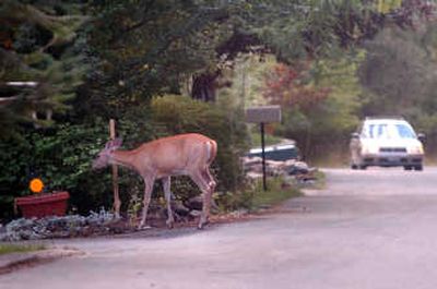 
More vehicle-deer collisions are taking place as people build houses in the woods. 
 (File / The Spokesman-Review)