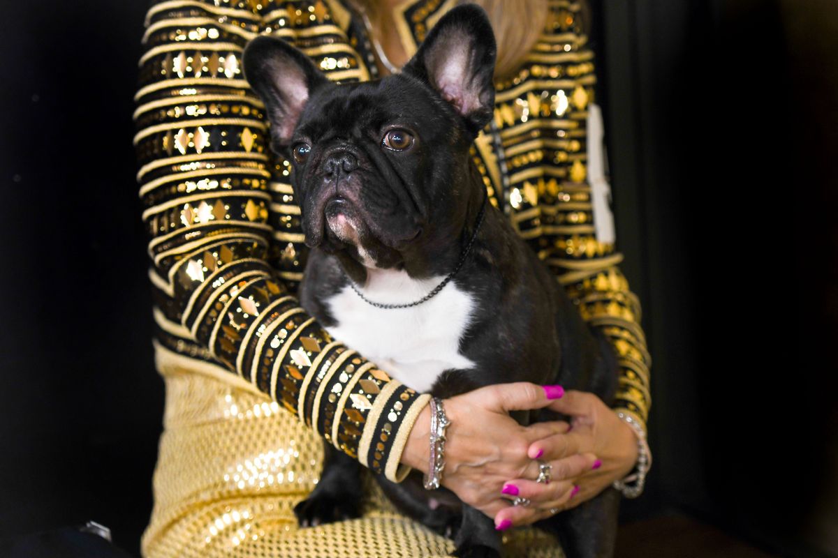 Carey Brewer of Vancouver BC holds her dog, Archibald Gotta Have Fayth at the French Bull Dog Club of America Show at Mirabeau Park Hotel&Convention Center in Spokane Valley on Thursday, Sept. 8, 2022.  (kathy plonka)