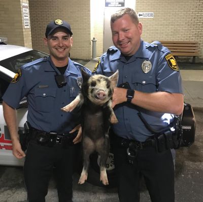Neptune Township officer Rosenthal, left, and officer Blewitt pose for a photo with “Pork Roll,” a lost pet pig they located wandering near a Dunkin’ Donuts. (Courtesy Neptune Township Police Department Facebook)