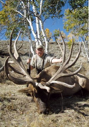 Denny Austad of Ammon, Idaho, poses with a bull elk that was certified on Jan. 2, 2009, as the world record American elk by the Boone and Crockett Club. Austad hunted public land in the Monroe Mountain District in southcentral Utah to kill the bull on Sept. 30, 2008. Official measurers scored the bull at 478-5/8  non-typical points, more than 13 points (inches) larger than the previous World’s Record. 
 (Boone and Crockett Club.  )