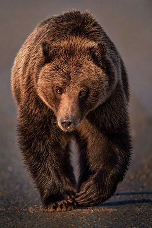A grizzly bear is photographed in Montana in September 2014. (Jaimie Johnson)