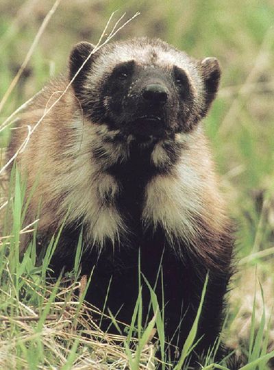 The wolverine is one of a handful of species the federal government says needs protection because of the effects of climate change on habitat. (Associated Press)