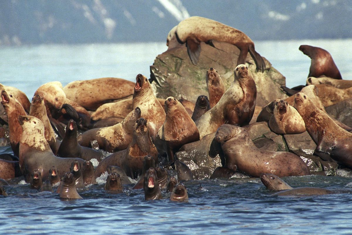 FILE - In this April 2, 1989, file photo, sea lions get oil on them as they swim in the water and sit on the rock at Prince William Sound, Alaska. The Exxon Valdez oil spill 30 years ago produced striking images of sea otters and birds soaked in oil and workers painstakingly washing crude off beaches. (AP Photo/Jack Smith, File) ORG XMIT: NYAG409 (Jack Smith / AP)