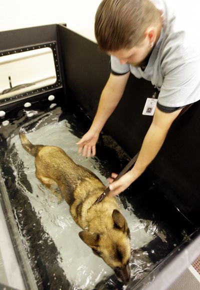 Dog handler James Stegmeyer works with Kamilka at the new Department of Defense Military Working Dog Veterinary Hospital.  (Associated Press / The Spokesman-Review)
