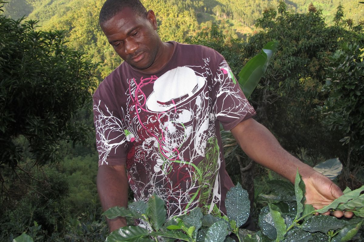 Coffee farmer Colin McLaren inspects a coffee tree Feb. 21 on his small farm in Brandon Hill, a struggling farming area in the mountains of eastern Jamaica. Jamaica’s gourmet Blue Mountain coffee has long been ranked by connoisseurs as one of the world’s richest coffees. (Associated Press)