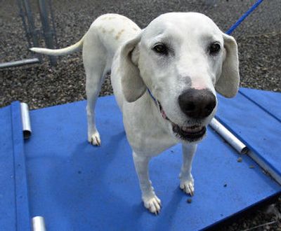 
Missy is a nine to ten-year-old dalmatian mix available for adoption at SCRAPS in Spokane Valley, Washington Tuesday, June 20, 2006. 
 (Liz Kishimoto / The Spokesman-Review)