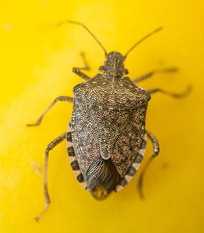 Pat Munts: Stink bugs put fruit, vegetable crops at risk | The ...