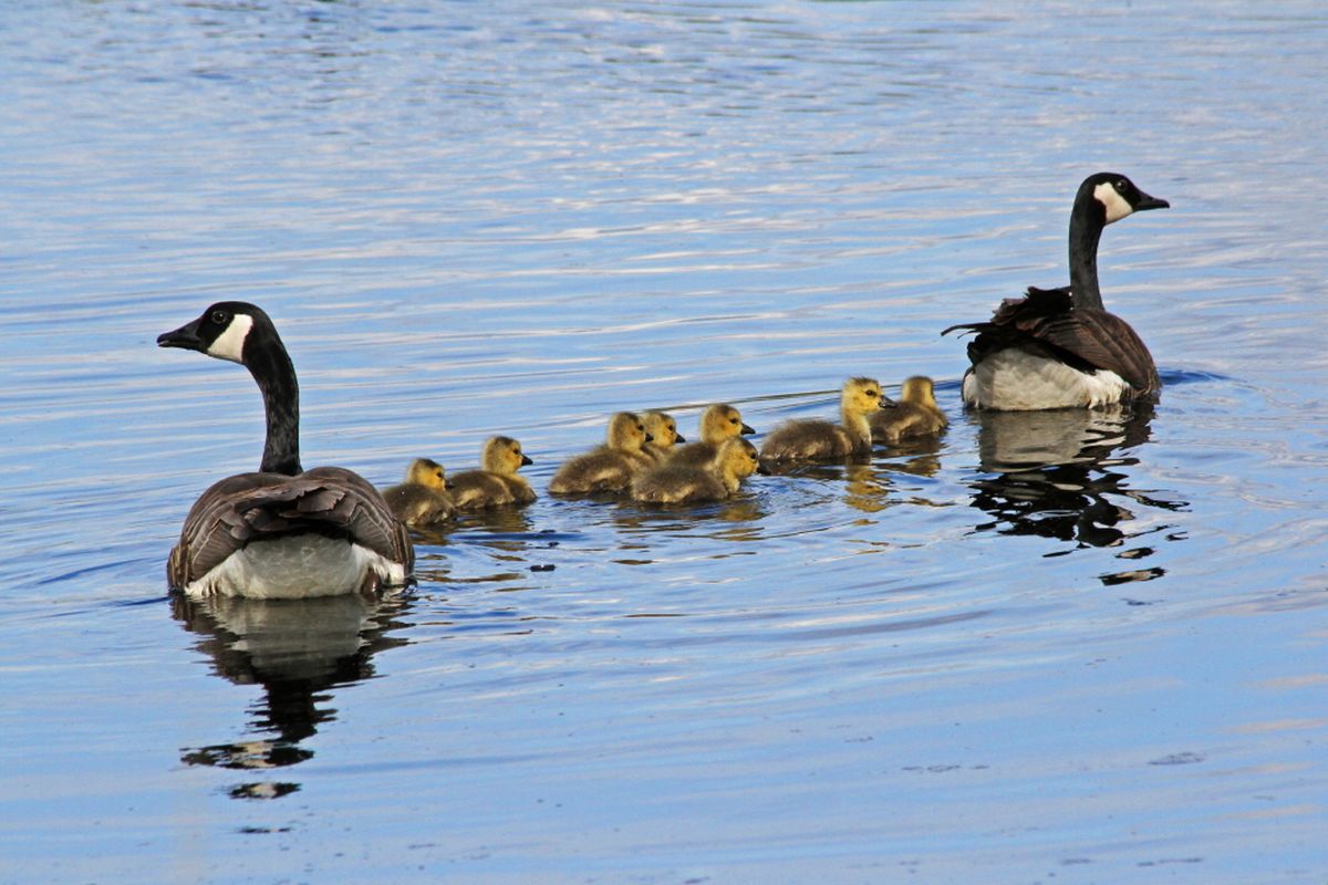 Pair of Canada geese with eight goslings at Turnbull National Wildlife Refuge. (Carlene Hardt)