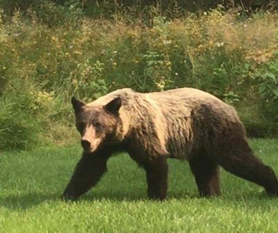 A young grizzly was observed in northern Idaho this week. (Youtube)