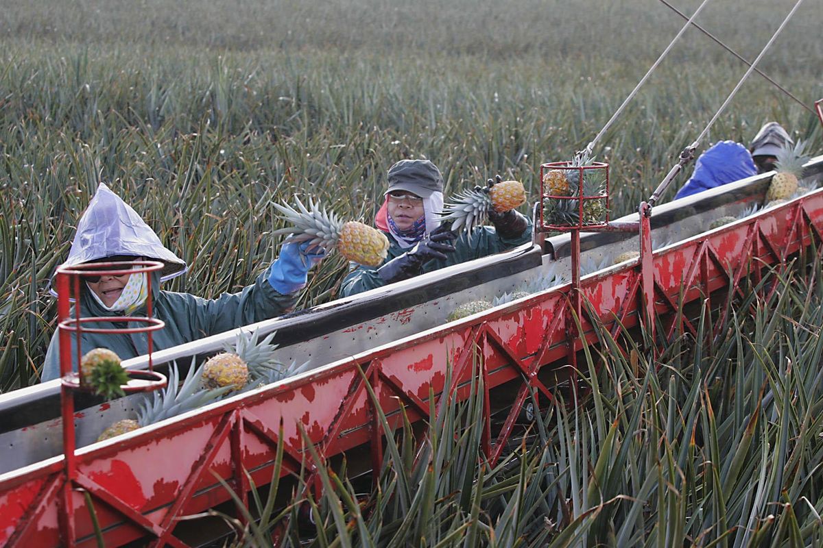 Field workers sort pineapples on to a conveyor belt in a Del Monte pineapple field Thursday, Feb. 2, 2006, in Kunia, on the island of Oahu in Hawaii. (MARCO GARCIA / Associated Press)