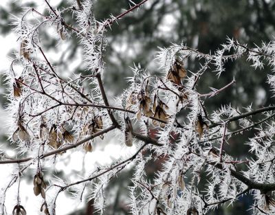 Hoar frost crystals are formed on a maple tree branch.
